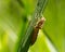 Dragonfly Larvae on Grass