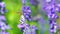 Dragonfly on lavender flower