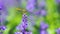 Dragonfly on lavender flower