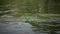 Dragonfly lays eggs on aquatic plants in the Southern Bug River