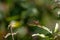 Dragonfly on a leaf