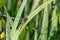 Dragonfly on a leaf