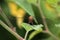 Dragonfly on Leaf