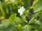 Dragonfly on leaves Jasmine white flower in garden, blurred of nature background