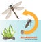 Dragonfly life cycle metamorphosis