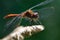 Dragonfly macro photo in the sun