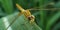 Dragonfly macro picture on sugarcane leaf in wild