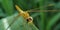 Dragonfly macro picture on sugarcane leaf in wildlife