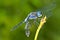 Dragonfly, Marino Ballena National Park, Costa Rica