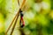 Dragonfly mating season in nature background.