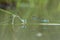 Dragonfly Matting on Wild Grass