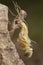 Dragonfly metamorphosis, hung on a rock