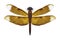 Dragonfly Neurothemis fluctuans