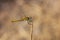 Dragonfly on a neutral background of golden color