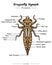Dragonfly Nymph Anatomy