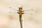 Dragonfly, Odonata. A insect with fragile wings