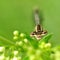 Dragonfly odonata in macro