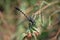 Dragonfly Onychogomphus forcipatus profile