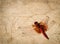 Dragonfly (Orange winged Dropwing) on grungy floor