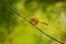 Dragonfly,Orthetrum cancellatum.