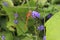 Dragonfly in patch of purple flowers