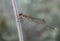 Dragonfly Peel Region, Western Australia