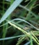 dragonfly perch on green paddy leaf