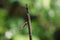 Dragonfly perch on a twig 3