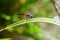 A dragonfly perched on a blade of grass