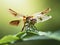 A dragonfly perched on a delicate leaf in the early morning