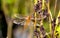 dragonfly perched on a dry branch