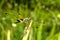 The dragonfly perched on the end of the branch to rest