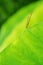 Dragonfly perched on green leaf