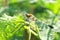 Dragonfly perched among the green and lush leaves in the morning