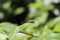 Dragonfly perched on a leaf amongst the foliage