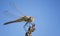 Dragonfly perched on a plant in a blue sky. The focus on the eyes