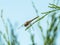 Dragonfly Perched on a Thin Evergreen Needle