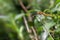 Dragonfly perched on a thin stick in a lush green garden, with various plants in the background