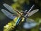 A dragonfly perched on a tree trunk