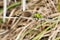 Dragonfly perched on twig