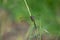 Dragonfly Perching on the Grass in Green Natural Background