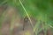 Dragonfly Perching on the Grass in Green Natural Background