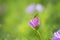 Dragonfly perching over cosmos flowers as nature background