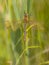 Dragonfly Perching on Plant