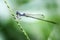 Dragonfly photo with blurred background
