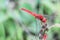 Dragonfly photo with blurred background