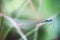 Dragonfly photo with blurred background