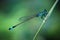 Dragonfly photo with blurred background