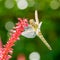 Dragonfly on pink flower