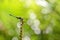 Dragonfly on a plant